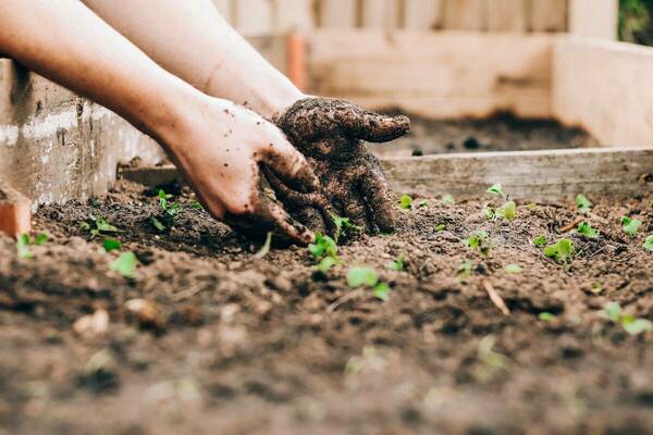 Person S Hands Gardening In Dirt