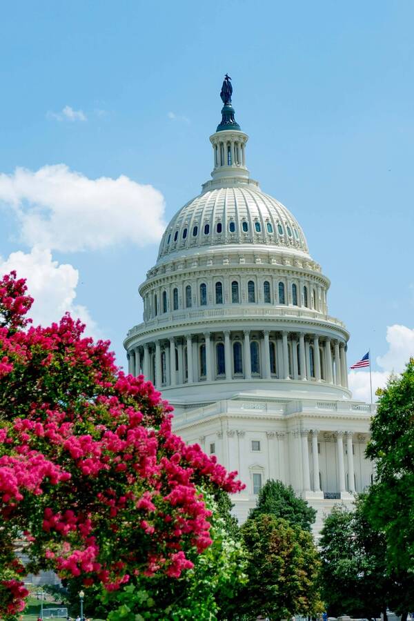 U.S. Capitol dome with Statue of Freedom, US flag, and vibrant pink flowering trees partly obscuring the building. Blue sky.